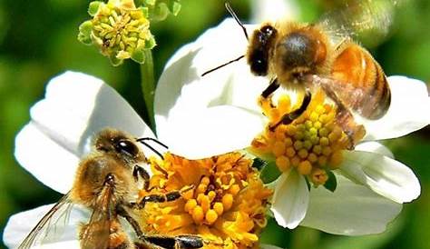 Anotaciones al margen: Lo que quizás no sabe de las abejas