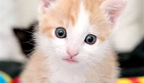 gatinhos bebês fofos. | Cats, Kittens, Animals