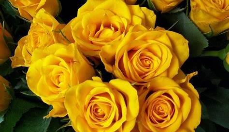 Fotos de Rosas Amarillas. Bellas Imágenes de Rosas Amarillas