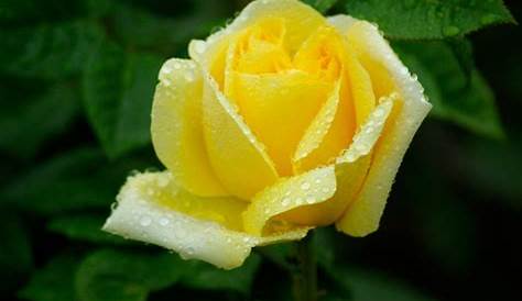 Rosal Abracadabra y sus floraciones inusuales amarillas - rose - rosa