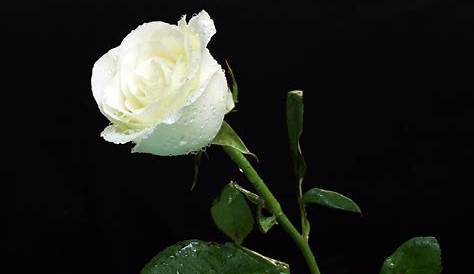 Banco de Imágenes Gratis: 12 fotos de rosas blancas - White roses to share