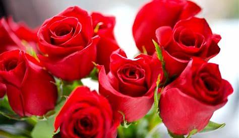 Rosas Rojas (Red Roses) | Red roses, Blooming rose, Flowers black