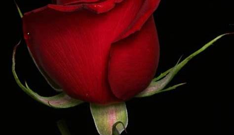 Rosas rojas | Red roses wallpaper, Iphone red wallpaper, Red roses