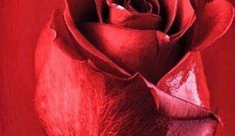 Hermosas flores de rosas rojas foto fondo de pantalla HD Avance