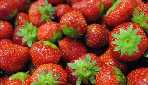 Fraise Mara Des Bois s La Burban Producteur