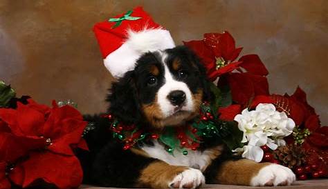 Free Christmas Puppy Desktop Wallpaper