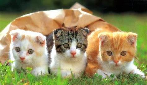 Free Cute Kittens Wallpaper