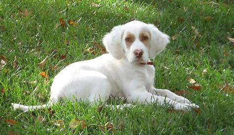 English Setter Pup : r/dogpictures