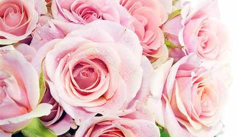 Pink Roses Wallpaper High Quality Resolution To Download - Beautiful