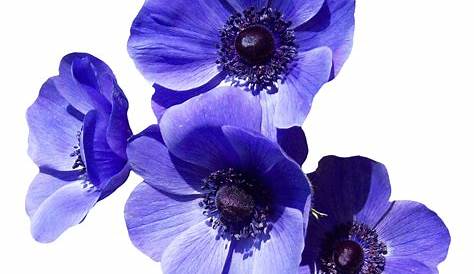 Violet Flower PNG Transparent Images - PNG All