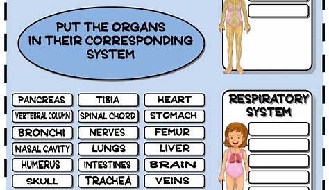 20++ Free Printable Human Body Systems Worksheets