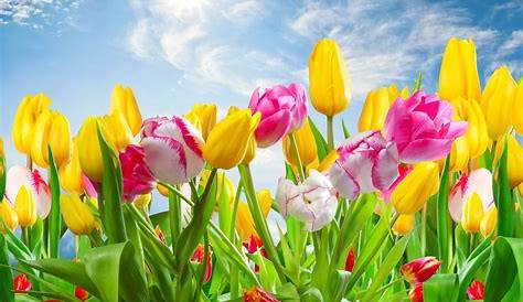 wallpapers: Spring Desktop Wallpapers and Backgrounds