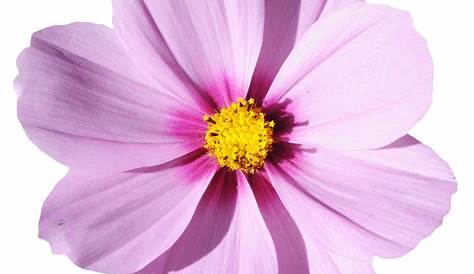 Flower 1190740 PNG