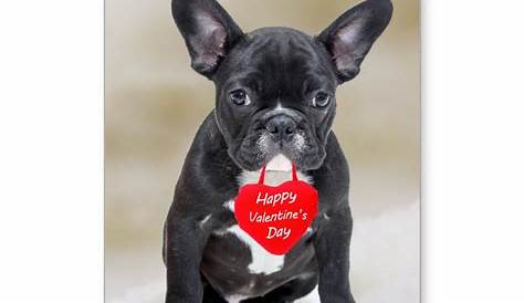 French Bulldog Valentines Day Decor Happy Valentine's Ie Cute Animals