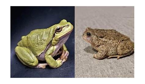 What type of Frog/Toad are these? : r/frogs