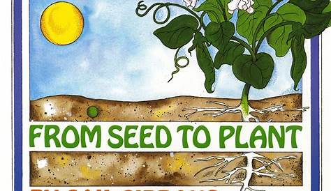Science Project Plant Booklet From Seed to Plant Made By Teachers