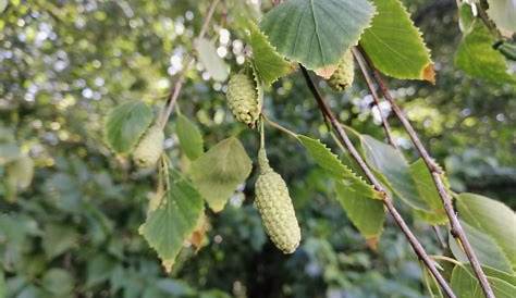 Schwarz-Birke (Betula nigra): Früchte bestimmen - Schwarz-Birke