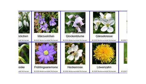 Blumenname | Seasonal flowers, List of flowers