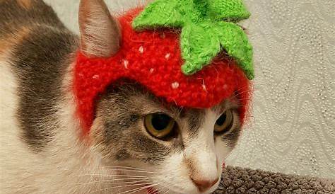 Fruit Hats For Cats Strawberry Cat Hat Cat Strawberry Etsy