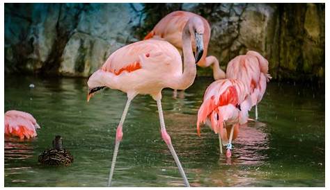 The Chilean flamingo is waiting for you at Zoo Leipzig!