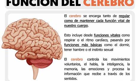 Diez curiosidades sobre el funcionamiento del cerebro humano