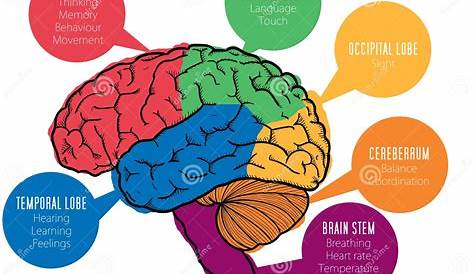 Funcionamiento Cerebro Humano