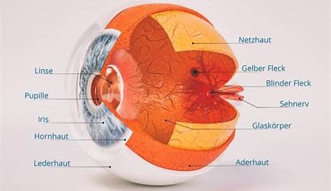 Das Auge - Pupille - Adaptation - einfach und anschaulich erklärt - YouTube