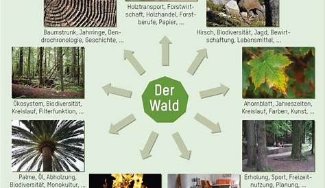 Lebensraum Wald: Stockwerke Archive - Blog | Bildung leben mit