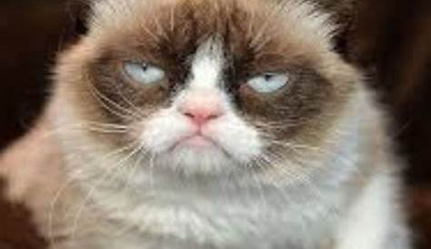 Angry Cat Meme | Cat memes, Cats, Angry cat
