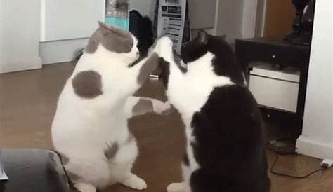 Funny Animals Cats GIF - FunnyAnimals Cats Wave - Discover & Share GIFs