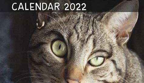 Funny Cats 2022 Calendar