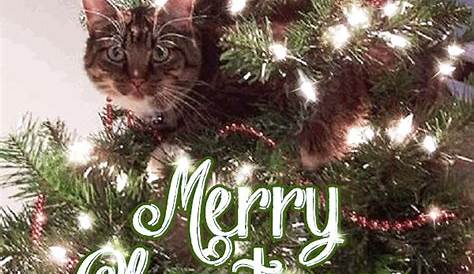 Cat Christmas GIF - Find & Share on GIPHY