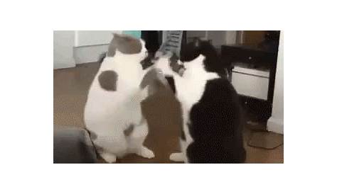 Animated Cat GIF • Epic fight • 2 fast cats boxing hard (hook machines