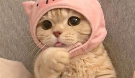 Funny Cat PFP - Funny PFP with Cat for TikTok, Discord, Instagram etc.