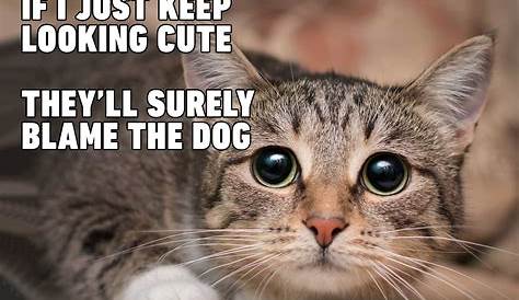 Top 19 Funny Cat Memes That You Can Relate To