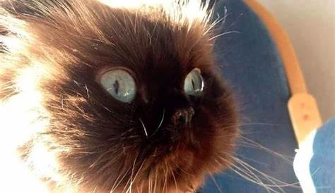 20 Cat Snaps That Will Prove Not Everything is Awful – Meowingtons