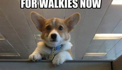 Dogs at Work Memes #FridayFrivolity - Munofore
