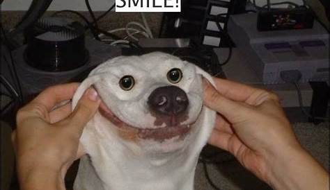 Image tagged in smile dog,funny,creepy smile - Imgflip