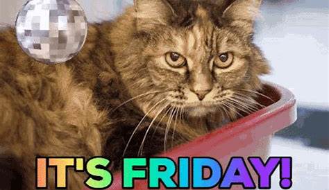 Friday Feeling Happy Friday GIF - FridayFeeling HappyFriday KittenPuppy