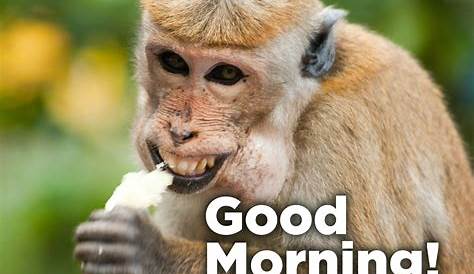 Unlock The Secrets Of Hilarious Good Morning Texts: Discoveries And Insights Uncovered