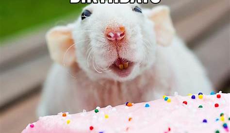 The 48+ Little Known Truths on Meme Happy Birthday Images Funny For Him