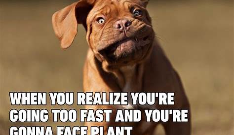 25 Hilarious Dog Memes That Will Make You Howl With Laughter - Dog Dispatch