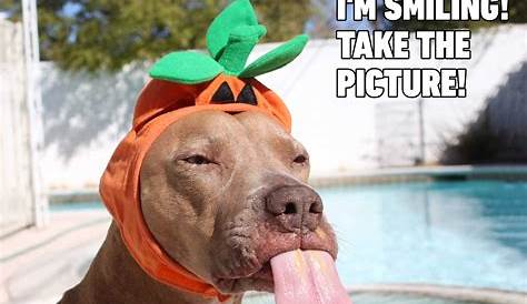 101 Best Funny Dog Memes to Make You Laugh All Day