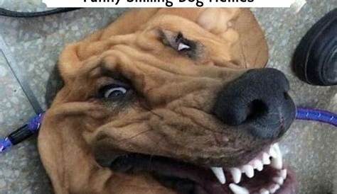 Smile dog :) | 笑う犬, おかしな動物, 面白い犬のミーム