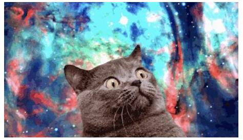 World’s Greatest GIFs Gallery of Cats In Space