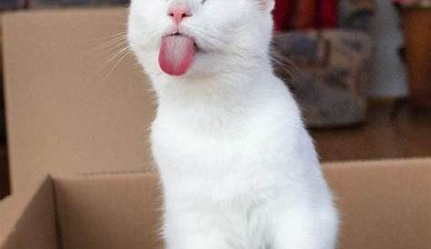 Funny Cat Memes | white cat meme | Memes.co.in