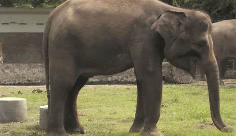 Foto-Foto Gajah di Kebun Binatang Gembiraloka | Fauna Gue