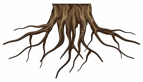Tree Root Png - PNG Image Collection