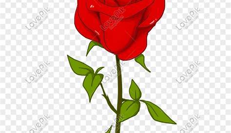 Download Gambar Bunga Mawar Merah Terbaru