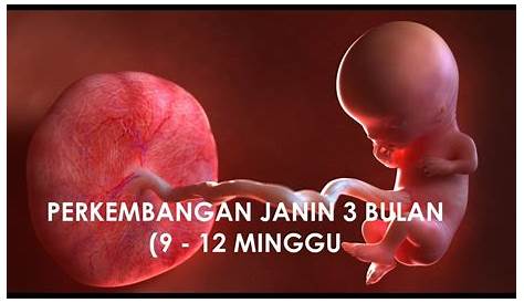 Gambar Bayi Usia Kandungan 3 Bulan - Adzka